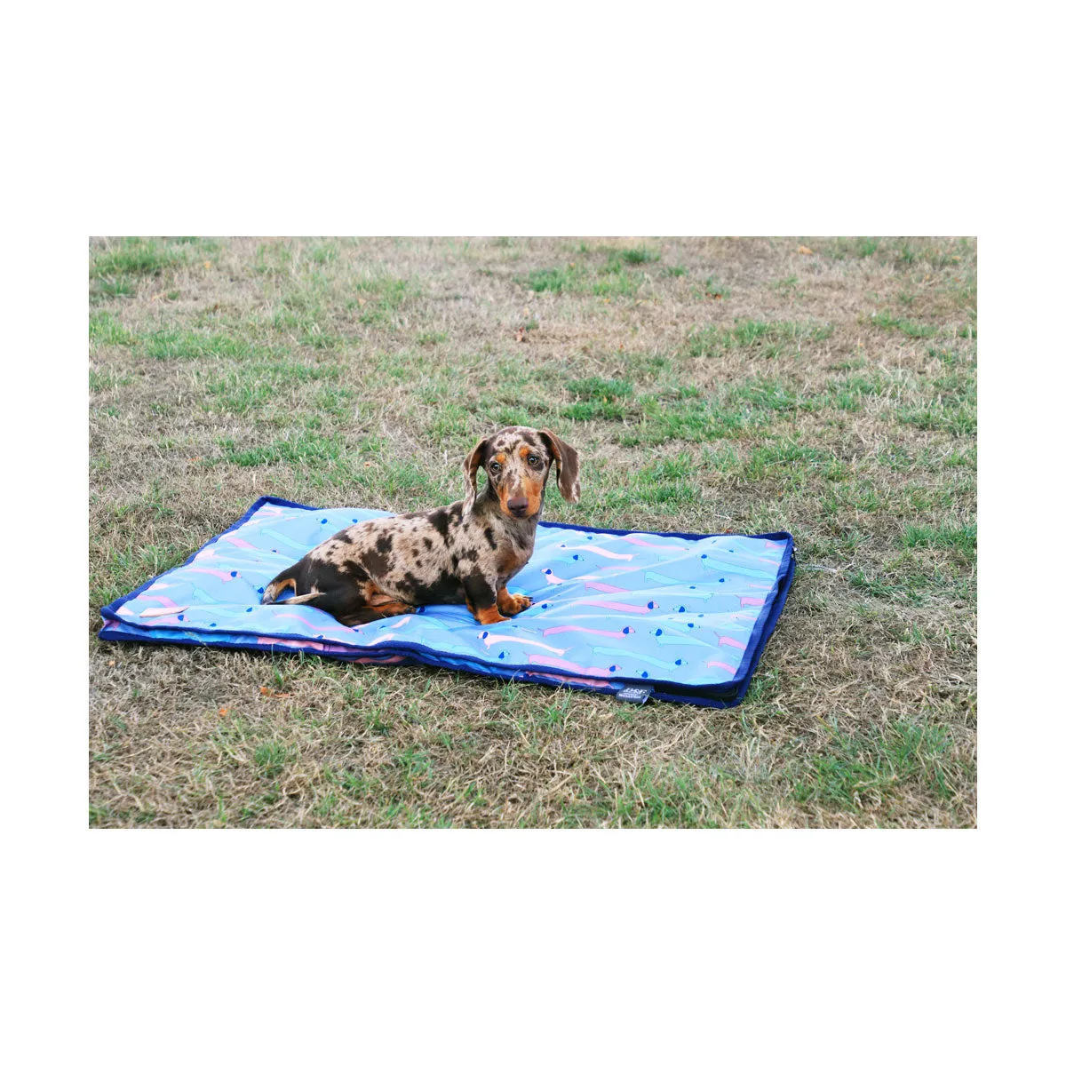 Benji & Flo Dorris The Dachshund Dog Coat