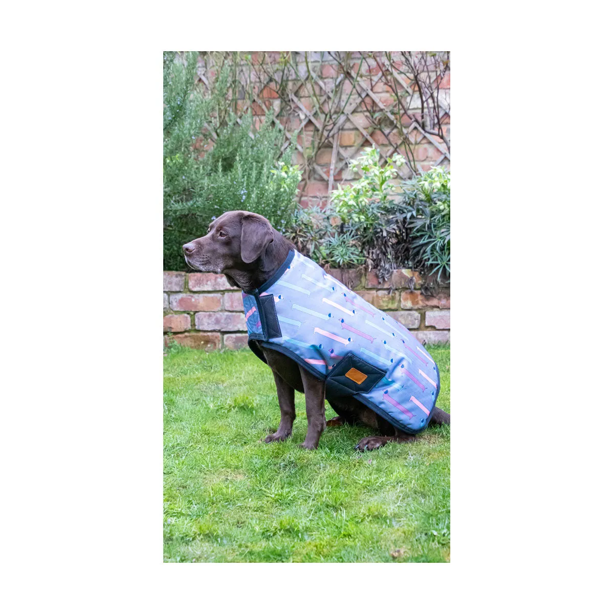 Benji & Flo Dorris The Dachshund Dog Coat