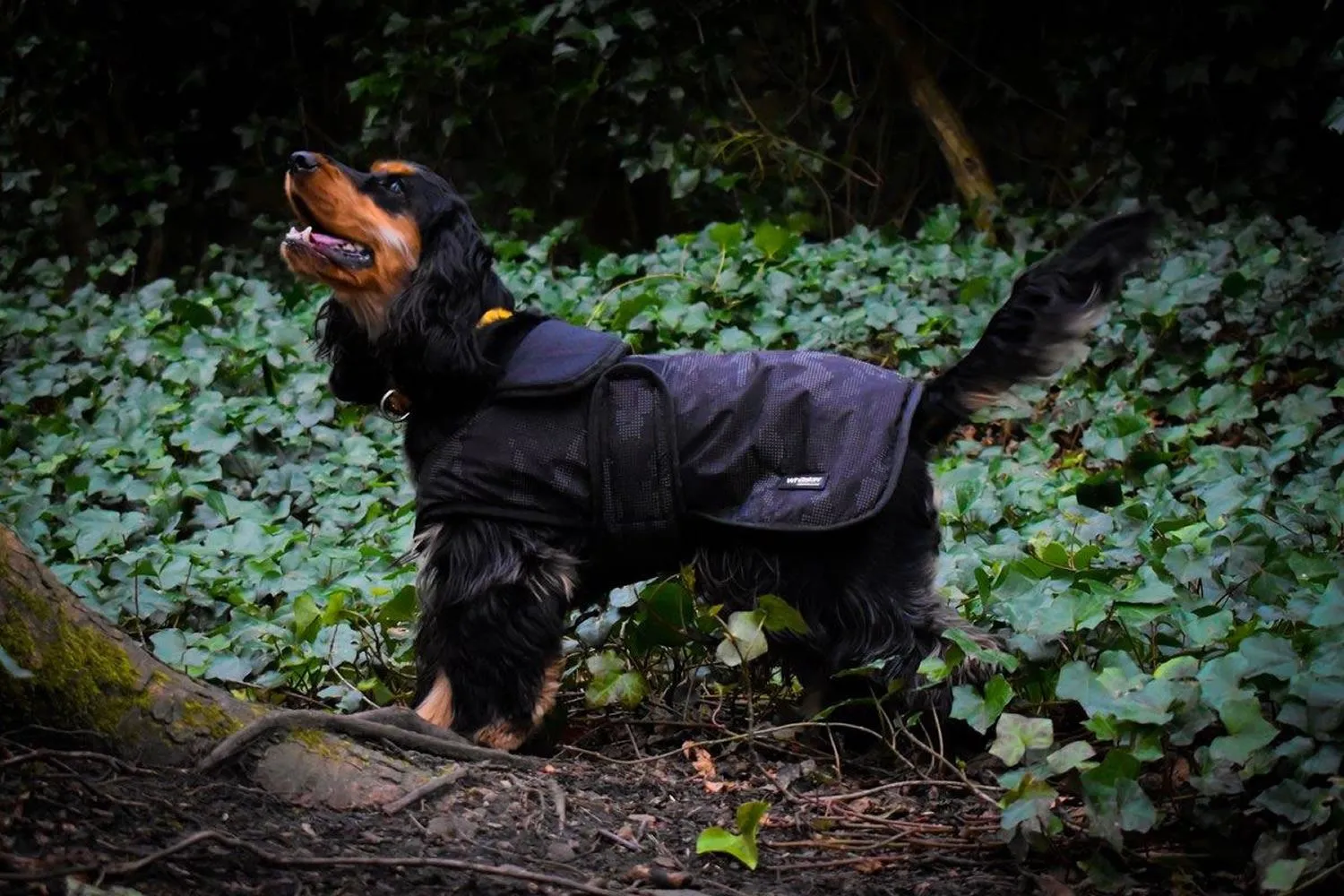 Whitaker Dog Coat Sydney
